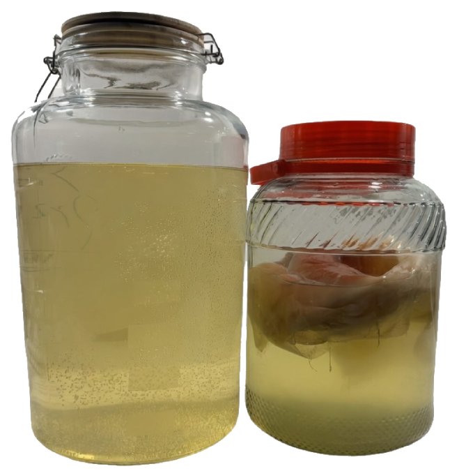 SCOBY culture — living organism
